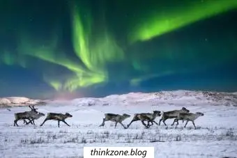 Wilde Rentiere in der Tundra