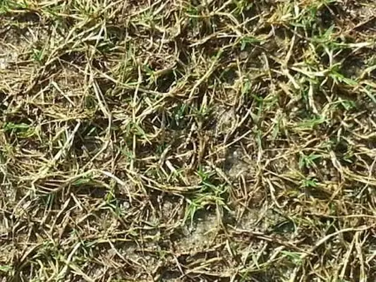 Rizomas de grama Bermuda