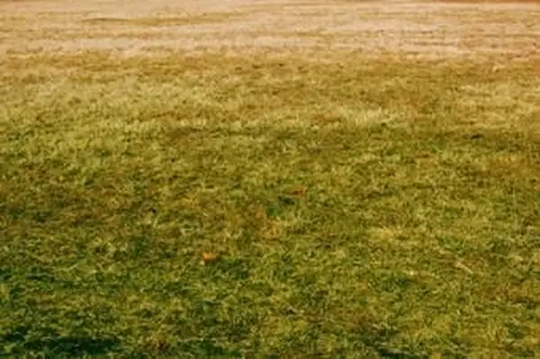 Kann man einen toten Rasen nachwachsen lassen?