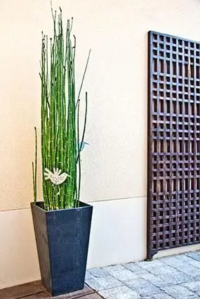 Rastlina prasličky v nádobe na sadenie