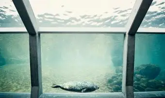 כלבי ים באקווריום