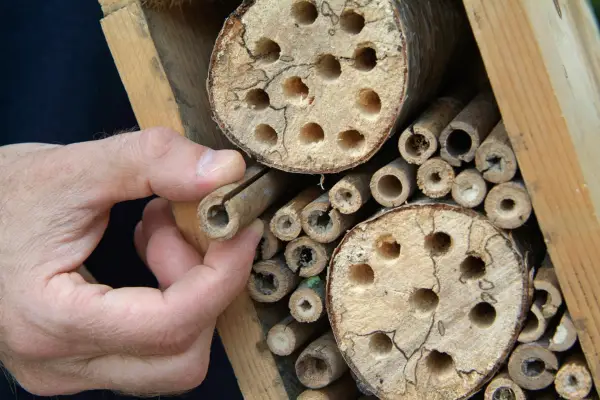 A bug hotel made out of bamboo canes