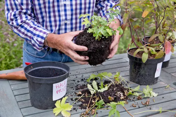 Look for bargains at the garden centre