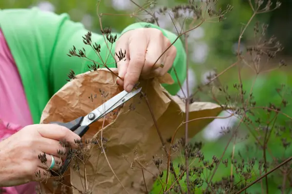 Collecting seeds
