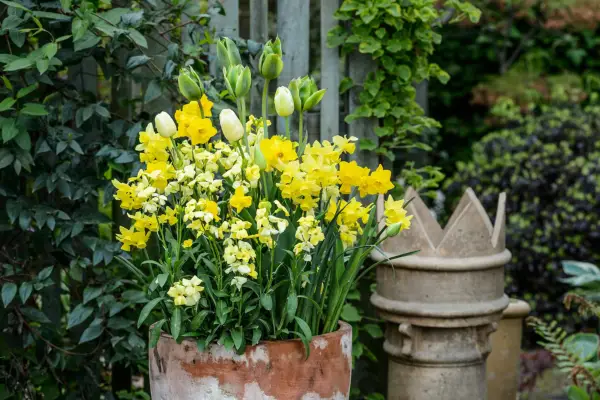 Daffodils and tulip container display
