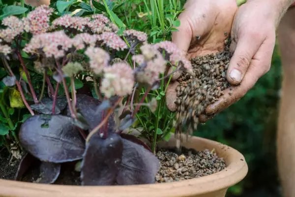Adding mulch to a container.