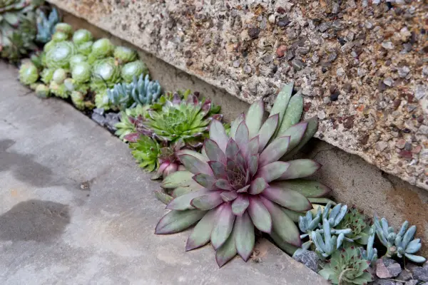 Planting succulents in small gaps