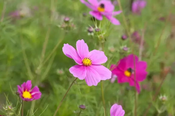 Fill gaps with cosmos