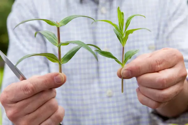Taking cuttings from penstemons