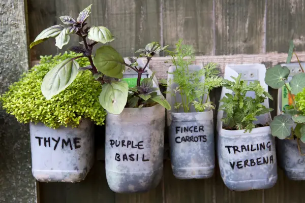 Plastic bottle planters. Sarah Cuttle