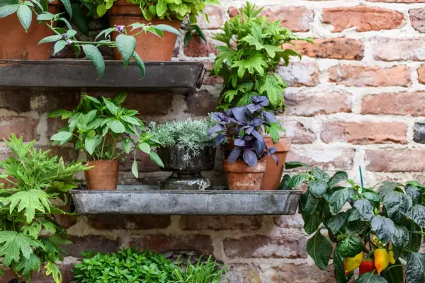 Shelves made out of trays. Jason Ingram