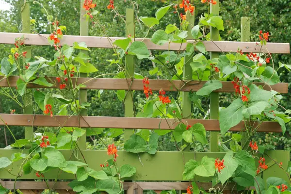 Runner beans. Getty Images
