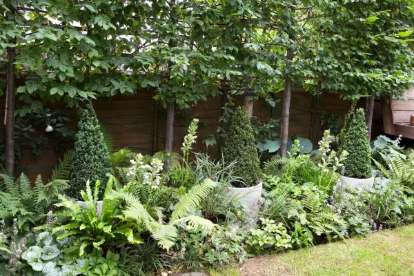 Pleached trees underplanted with ferns. Sarah Cuttle
