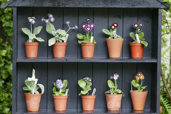 Auricula theatre. Getty Images