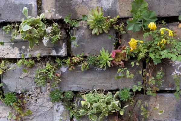 Filling gaps in walls with succulents. Sarah Cuttle