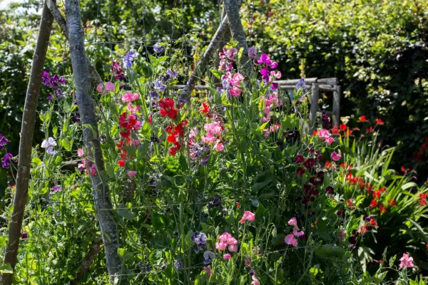 Sweet peas growing up supports. Paul Debois