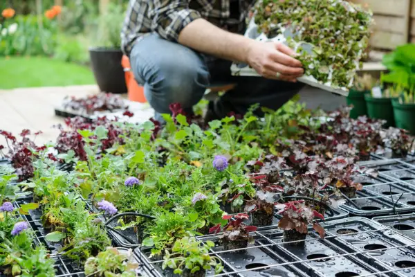 Putting plug plants into green wall modules. Jason Ingram