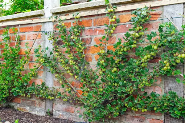Fan trained gooseberries. Neil Hepworth