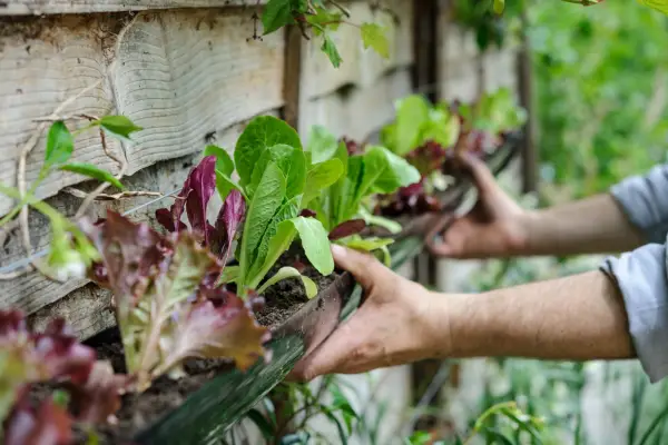 Salad gutter planter. Jason Ingram