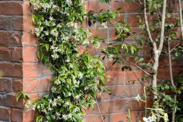 Star jasmine growing up a brick wall