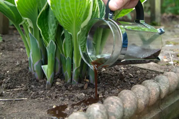 Watering a hosta plant with coffee. Getty Images