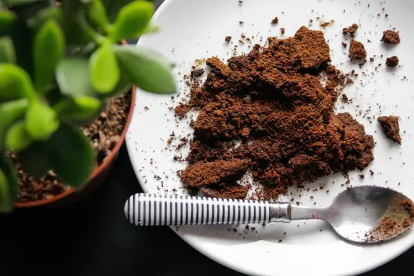 Coffee grounds ready for mulching around plants. Getty Images