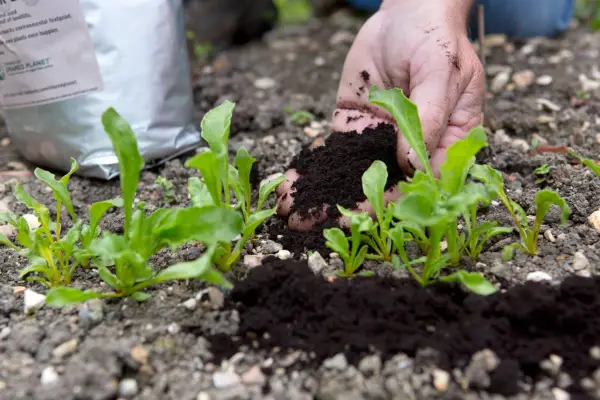 Applying coffee grounds as a barrier against slugs. Getty Images