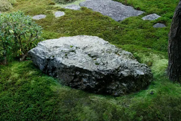 Moss around a boulder. Getty Images