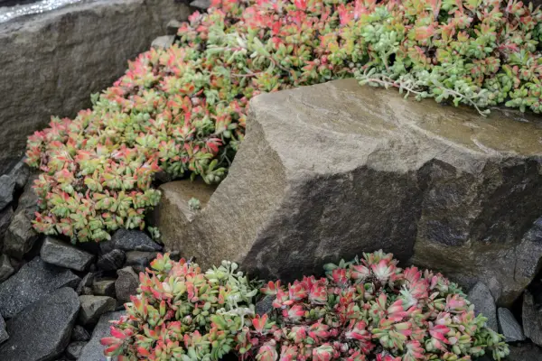 Sedums growing around a rock. Jason Ingram