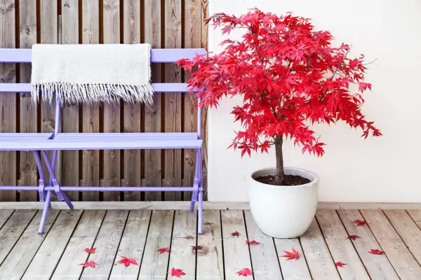 Acer in a pot. Getty Images