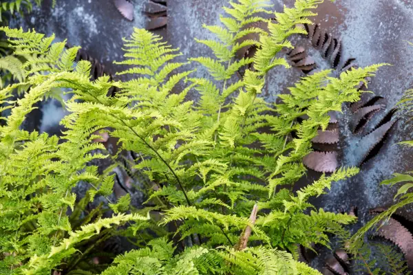 Dryopteris fern against a dark feature wall. Paul DuBois