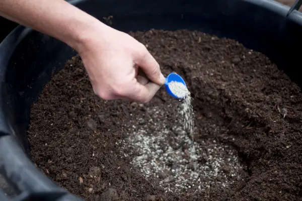 Applying mycorrhizal fungi powder in the base of a planting hole