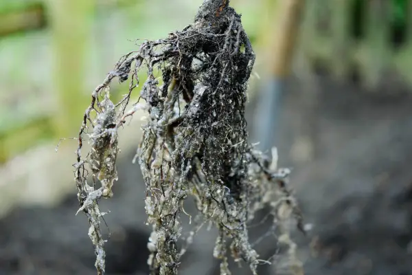 Mycorrhizal fungi gel on tree roots