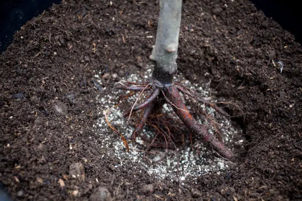 Mycorrhizal fungi powder around rootball of tree