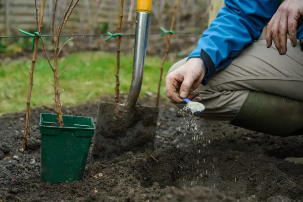 Adding mycorrhizal fungi