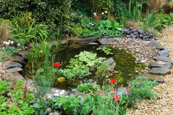 Three ways to improve your pond