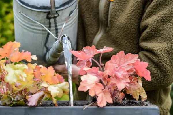 Watering a container display of heucheras. Jason Ingram