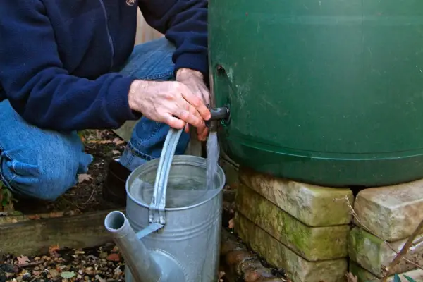 Filling a watering can from a water butt.