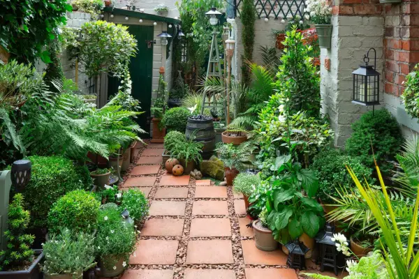 Small courtyard garden with a selection of potted plants, including topiary. Neil Hepworth