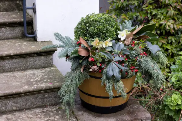 Topiary ball (Ilex crenata) in pot display with hellebores and checkerberry. Paul Debois