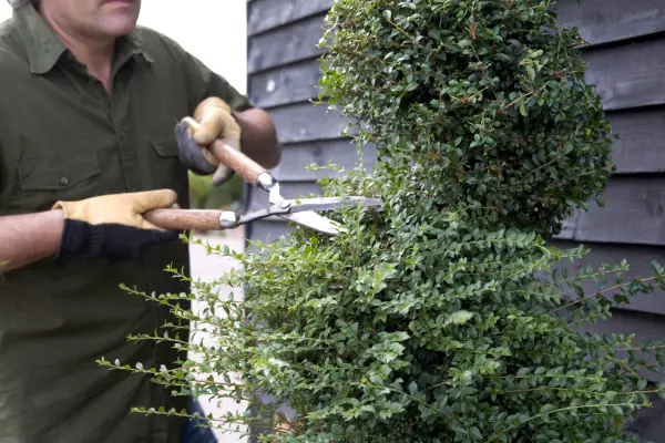 Pruning Chinese privet with shears. Sarah Cuttle