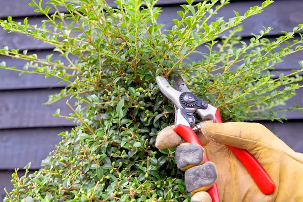 Using secateurs to trim topiary. Sarah Cuttle