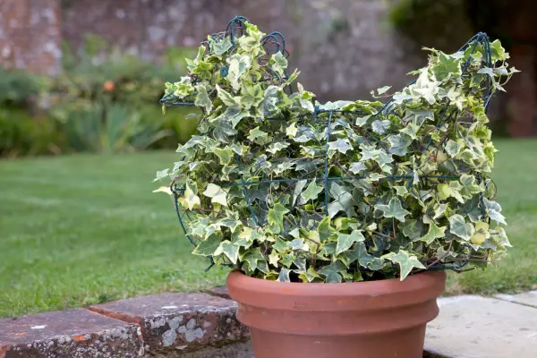 Topiary chicken on a wire frame. Sarah Cuttle