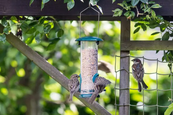 Types of bird food - mixed seed