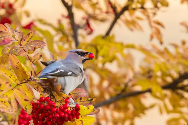 Waxwing eating rowan berries