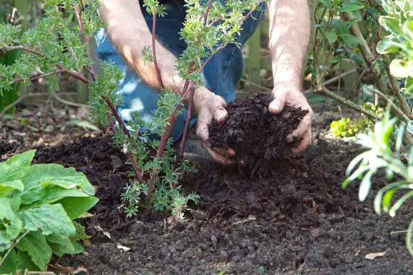 Mulching around a tree lupin