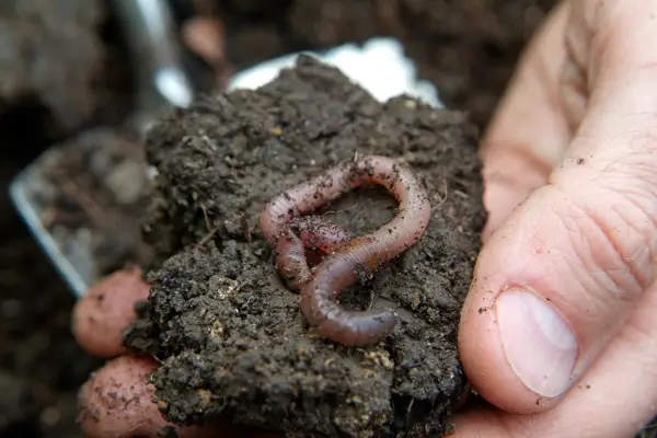 Gardener holding soil with earthworm. Tim Sandall