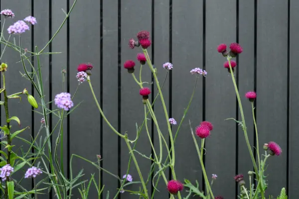 A dark fence with Cirsium and Verbena Bonariensis in the foreground. Jason Ingram