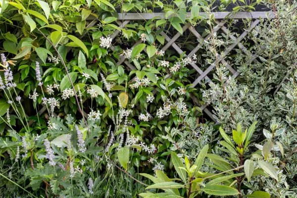 Plants growing through trellis
