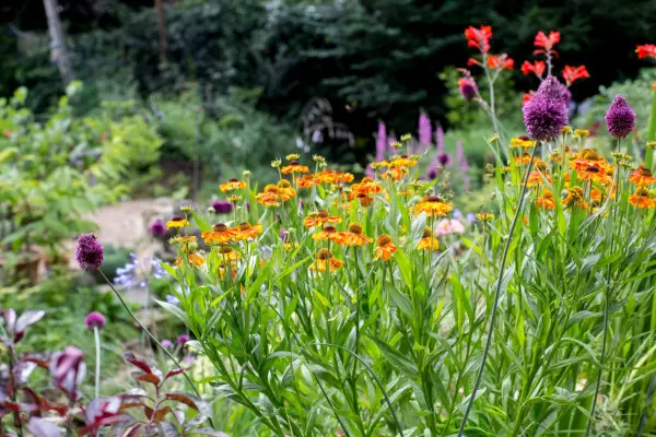 Helenium and allium for late summer colour. Paul Debois